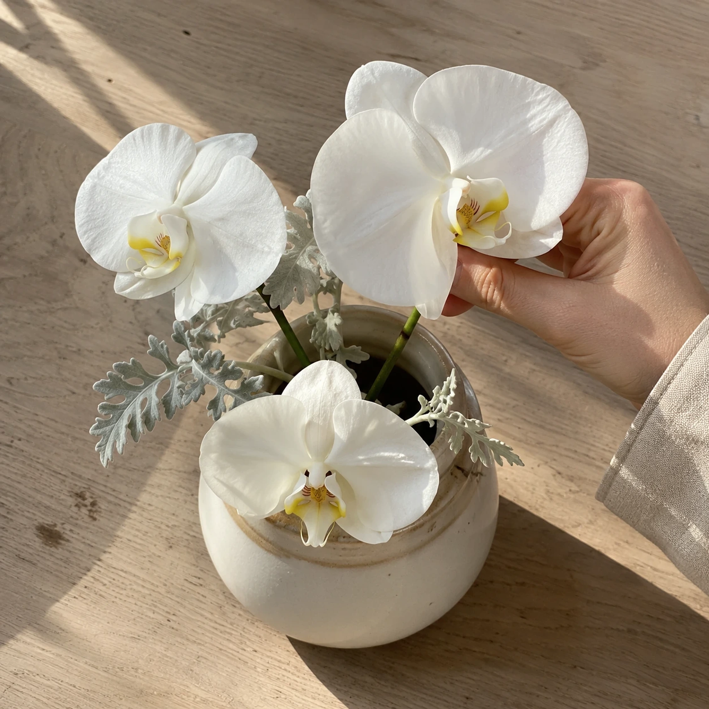 White orchids in a dark vase